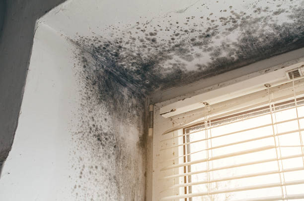 Affordable Attic Mold Remediation solutions in Ada, MN