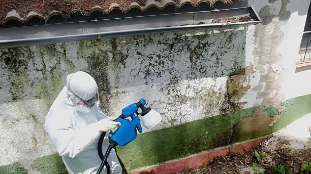 Top rated local Attic Mold Remediation specialists in Ada, MN